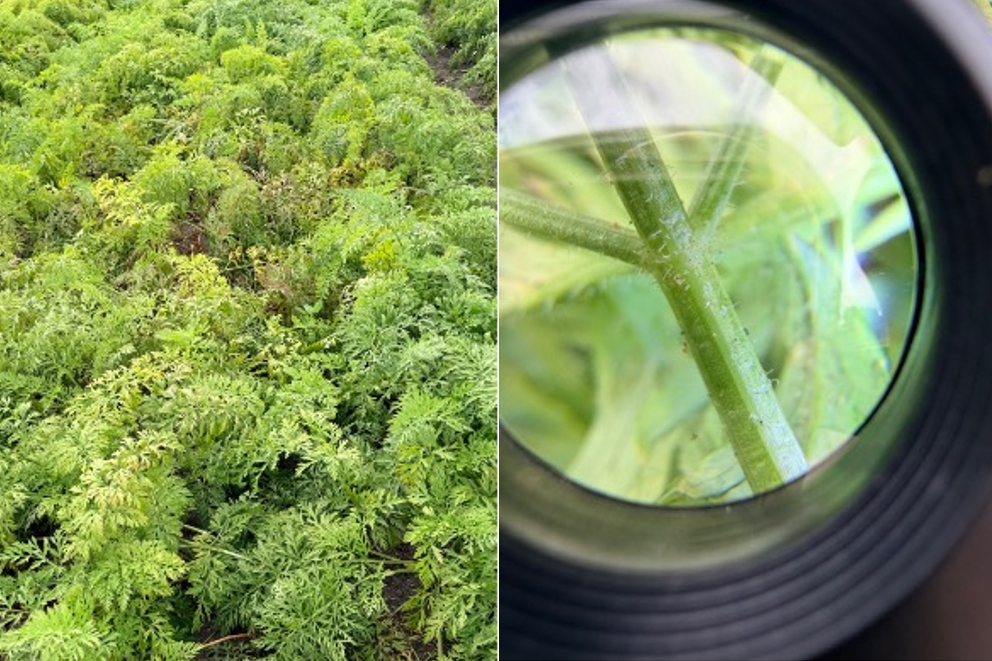 Alfalfa leaves and a closeup of a plant under a hand lense.